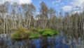 Photo of the Altwarmbücher Moor near Hanover. In the foreground water can be seen, in the middle a green overgrown island. In the background are bare trees, for example birches.